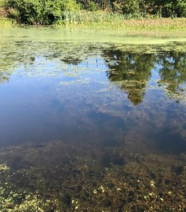Walker Pond with overgrowth_ESS Group_2017